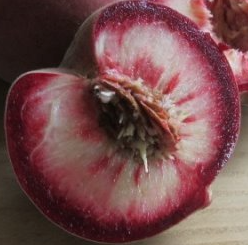 Peach - Blackboy Peach Seedling (1 yr old seedling)