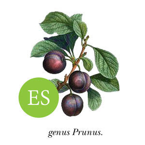 Apricot ~ New Castle