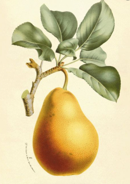Pear ~ Beurre Bosc