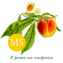 Peach - Caravan Peacherine Seedling (1 yr old seedling)