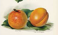 Apricot ~ Trevatt