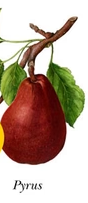 Pear - Stark Crimson