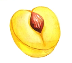 Plum ~ Yellow Ogan