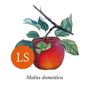 Apple - Red Dougherty