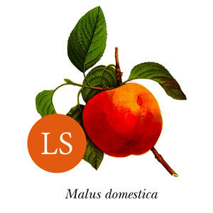 Apple ~ Northern Spy