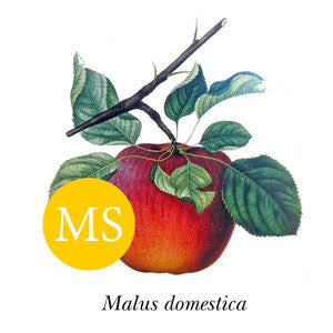 Apple - ‘Belle de Boskoop’ or 'Schone van Boskoop'