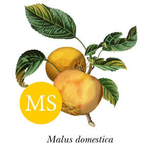 Apple ~ Egremont Russet