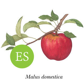 Apple ~ Mollie’s Delicious