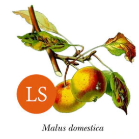 Apple ~ Tydemann’s Late Orange