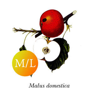 Cider Apple ~ Lady's Finger