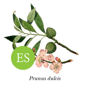 Forgotten fruits early season Almond