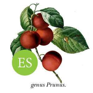 Plum ~ Billington’s Early