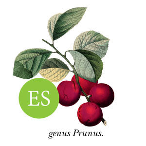 Plum ~ Duff’s Early Jewel