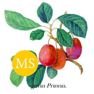 Plum ~ Luisa