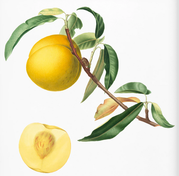 Peach - Joy Yearberry Peach Seedling (1 yr old seedling)