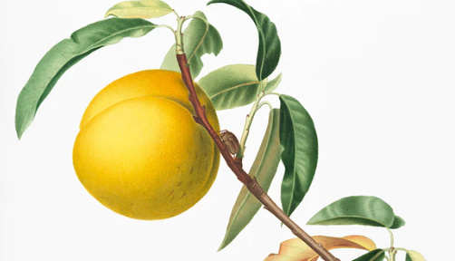 Peach - Lady Adelaide Seedling Peach (1 yr old seedling)