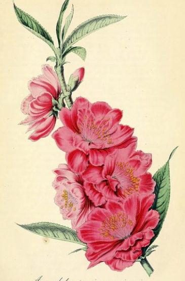 Peach ~ Willows Flowering Peach