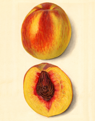 Nectarine ~ Warkworth Golden Flesh