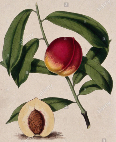 Nectarine ~ Nani’s