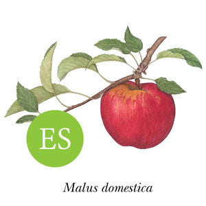 Apple ~ Oratia Beauty aka Red Gravenstein