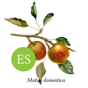 Apple ~ Early Strawberry