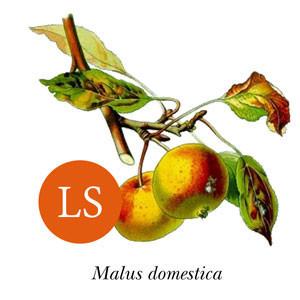 Apple Cider - Kingston's Black