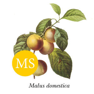 Apple ~ Egremont Russet