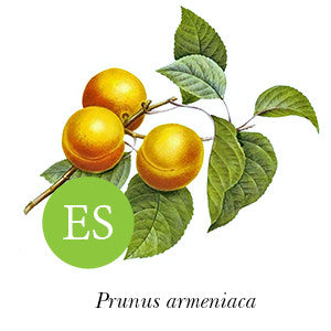 Apricot ~ New Castle