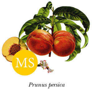 Peach ~ Joy Yearberry