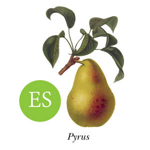 Pear ~ William Bon Chretian