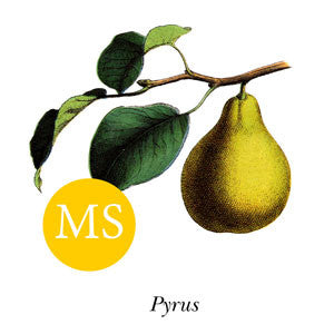 Pear ~ Doyenne Du Comice