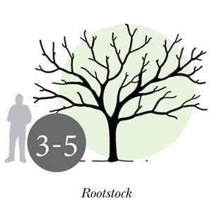 Rootstock ~ Peach